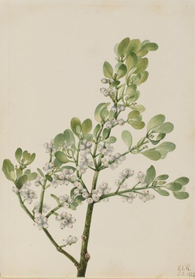  by Mary Vaux Walcott