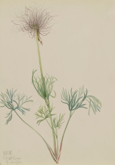 Amerikan Pasqueflower Pulsatilla ludoviciana, 1920. by Mary Vaux Walcott