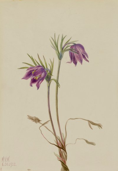 Amerikan Pasqueflower Pulsatilla ludoviciana, 1922. by Mary Vaux Walcott