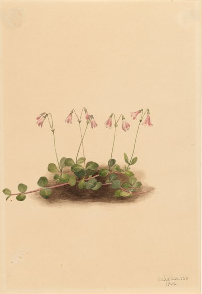  by Mary Vaux Walcott