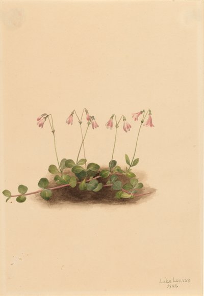 Amerikan Twinflower Linnaea Borealis americana, 101. by Mary Vaux Walcott