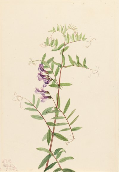 Amerikan Fiğ Vicia americana, 1922. by Mary Vaux Walcott
