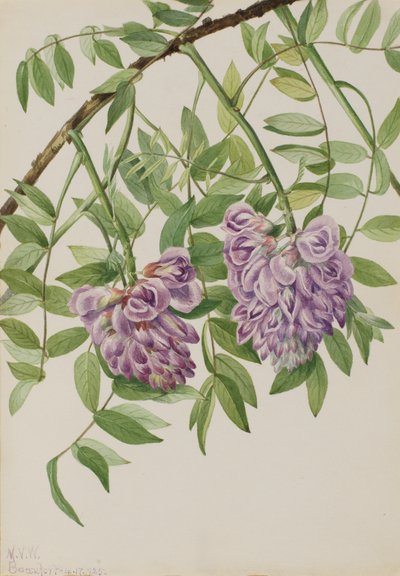 Amerikan Wisteria Kraunhia frutescens, 1925. by Mary Vaux Walcott