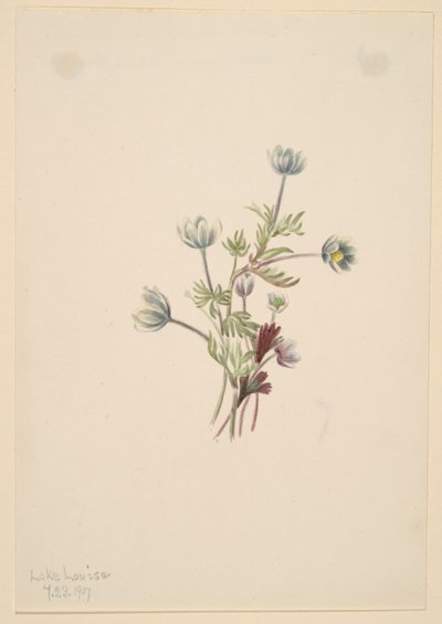  by Mary Vaux Walcott