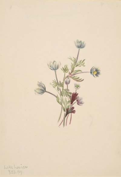 Anemon Anemon drummondii, 1907. by Mary Vaux Walcott