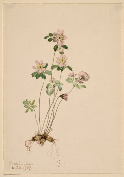  by Mary Vaux Walcott