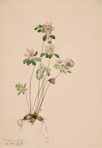 Anemonella Kertenkeleleri, 1917. by Mary Vaux Walcott