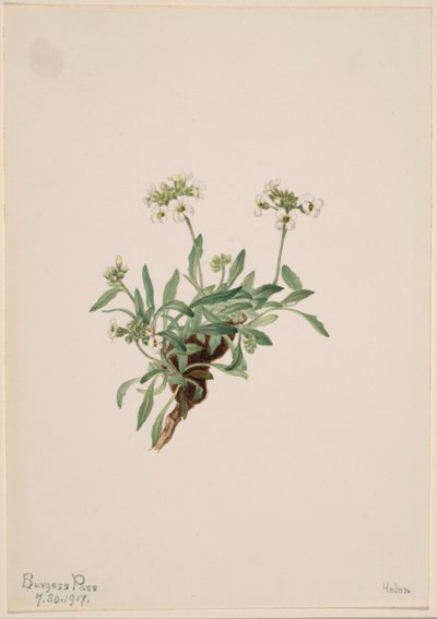 by Mary Vaux Walcott