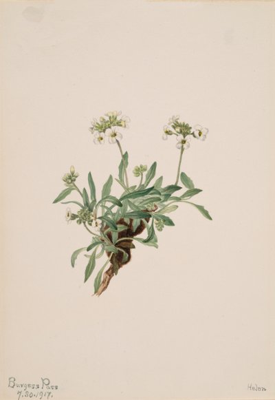 Arabis drummondii, 1917 by Mary Vaux Walcott