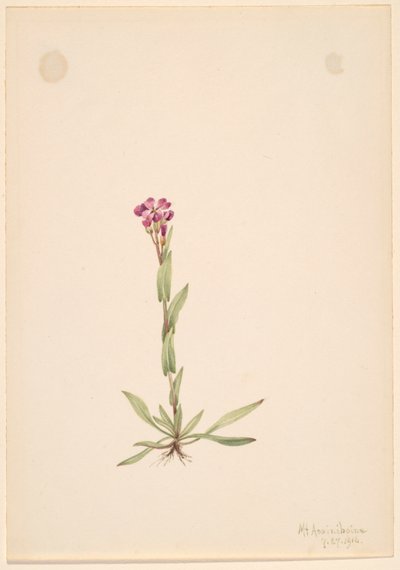 Arabis lyallii, 1916 by Mary Vaux Walcott
