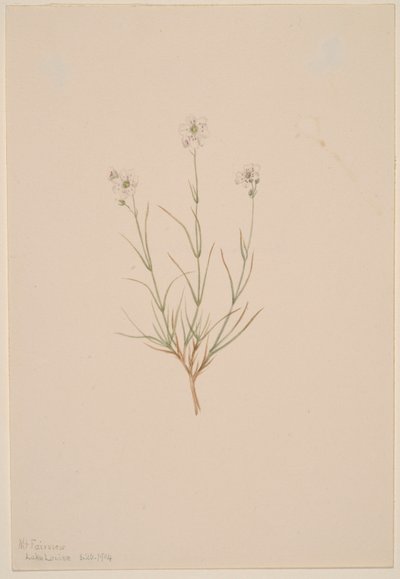  by Mary Vaux Walcott