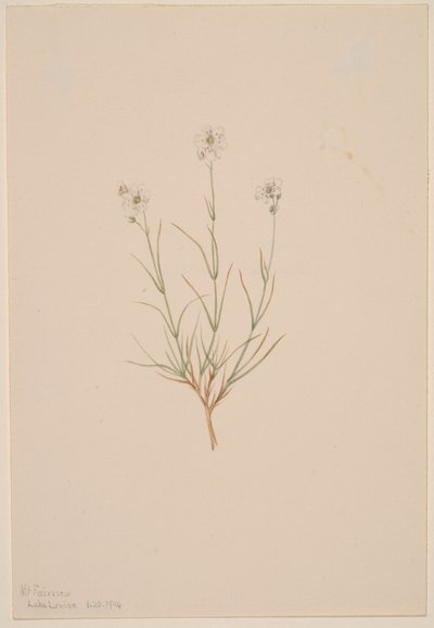 Arenaria formosa, 1904. by Mary Vaux Walcott