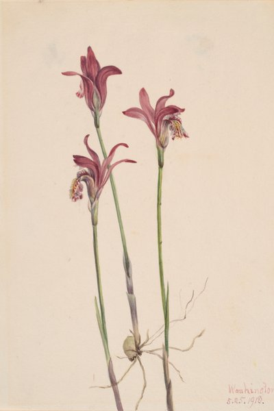 Arethusa bulbosa Arethusa, 1918 by Mary Vaux Walcott