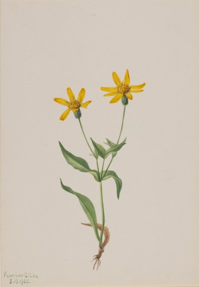  by Mary Vaux Walcott