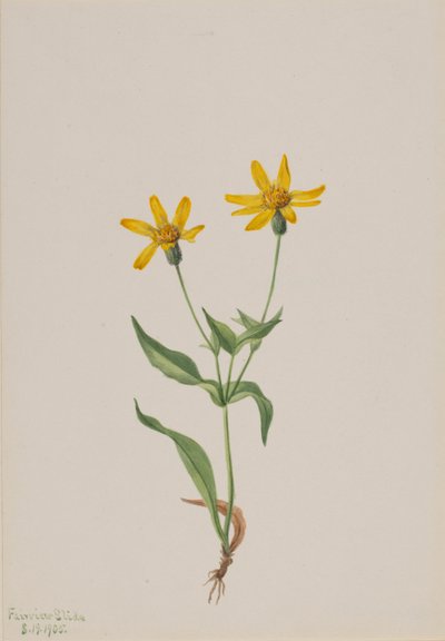Arnica Alpina, 1905. by Mary Vaux Walcott