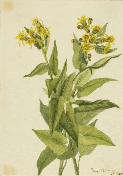  by Mary Vaux Walcott