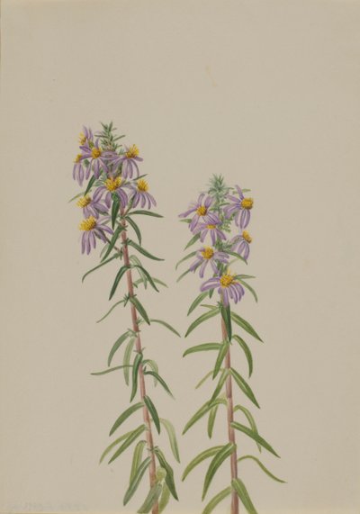 Aster Aster hirariifolius, 1923. by Mary Vaux Walcott