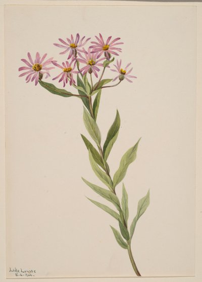  by Mary Vaux Walcott