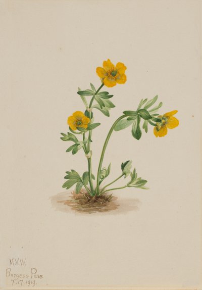 Çığ Düğünçiçeği Düğünçiçeği, 1919. by Mary Vaux Walcott