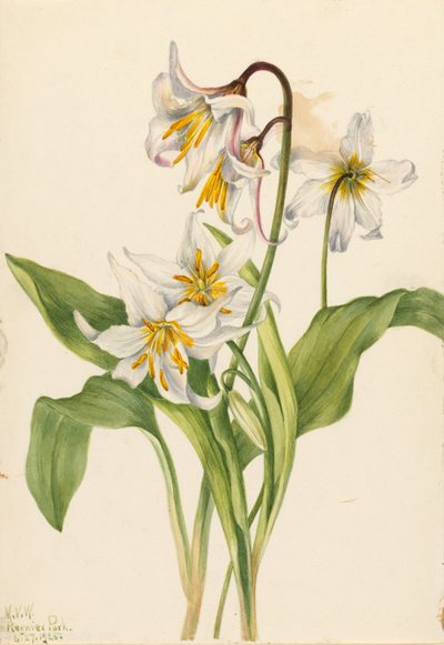 Çığ Zambağı (Erythronium montanum) by Mary Vaux Walcott