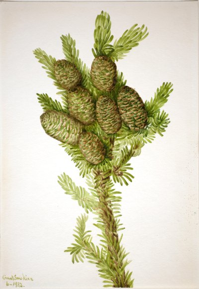  by Mary Vaux Walcott