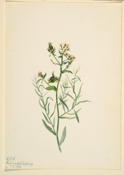  by Mary Vaux Walcott
