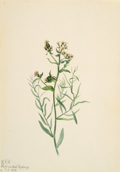 Piç Toadflax Comandra pallida, 1923. by Mary Vaux Walcott