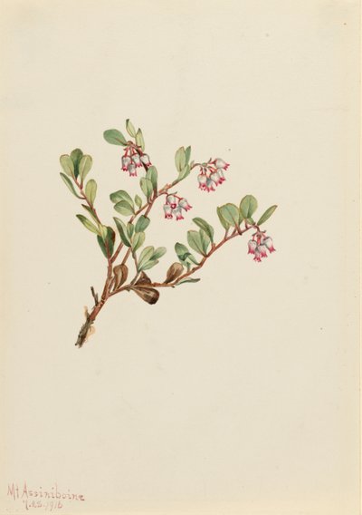  by Mary Vaux Walcott