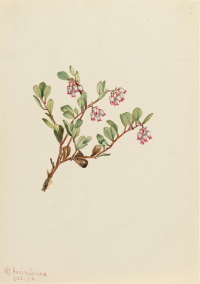 Bearberry Arctostaphylos üzüm ayısı, 1916 by Mary Vaux Walcott
