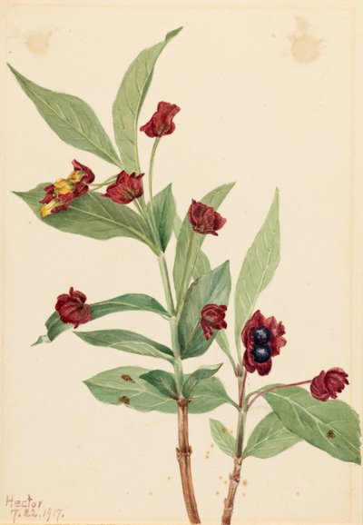  by Mary Vaux Walcott