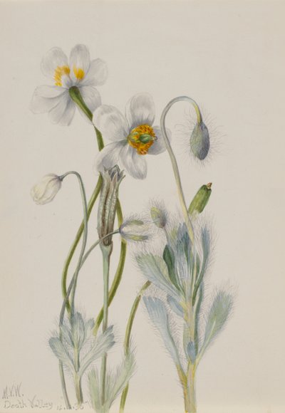  by Mary Vaux Walcott