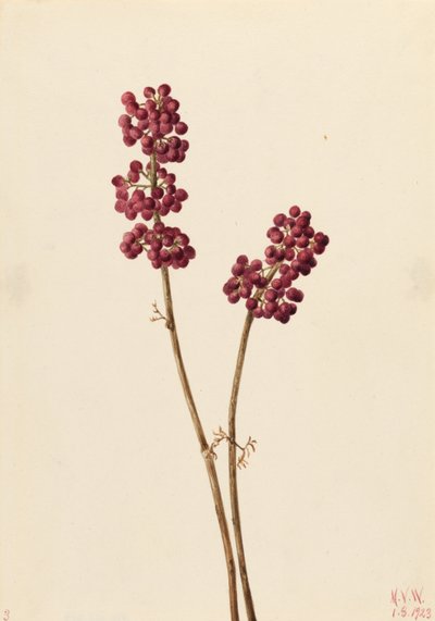  by Mary Vaux Walcott