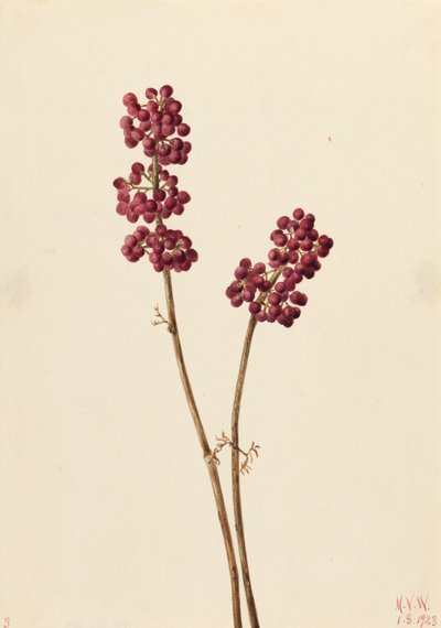 Güzel Berry Callicarpa americana, 1923. by Mary Vaux Walcott