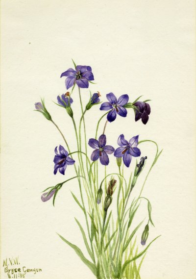Çan çiçeği Çan çiçeği, 1935. by Mary Vaux Walcott