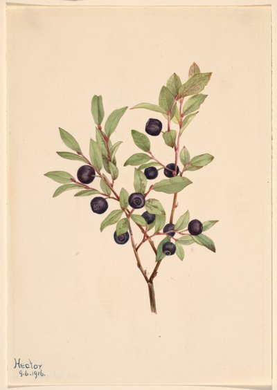  by Mary Vaux Walcott