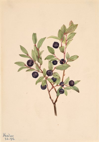 Büyük Whortleberry Vaccinium membranaceum, 1916. by Mary Vaux Walcott