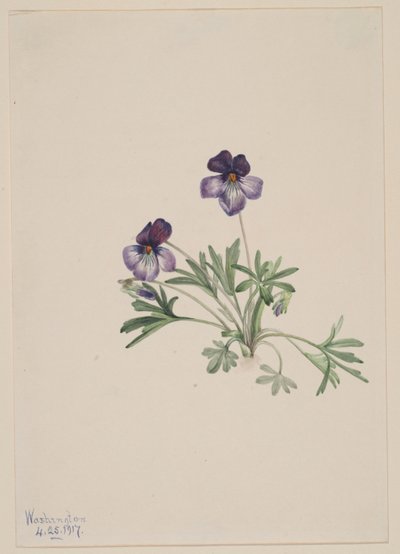  by Mary Vaux Walcott