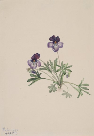 Birdsfoot Menekşe Viola pedata, 1917. by Mary Vaux Walcott