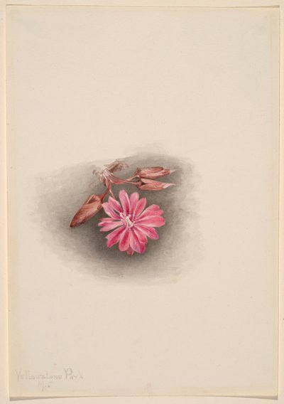  by Mary Vaux Walcott