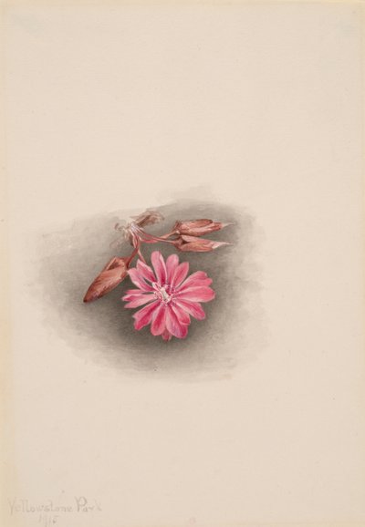 Acı kök Lewisia redivivia, 1915. by Mary Vaux Walcott
