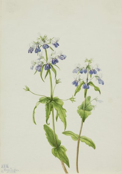Mavi Gözlü Meryem (Collinsia verna) by Mary Vaux Walcott