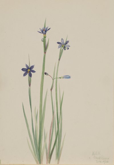  by Mary Vaux Walcott