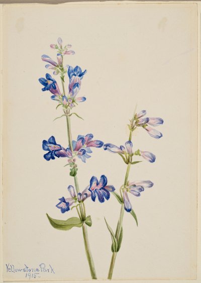  by Mary Vaux Walcott