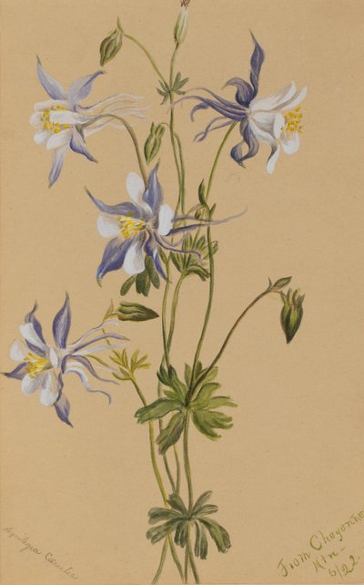 Mavi Columbine Aquilegia caerulea, 1922 by Mary Vaux Walcott