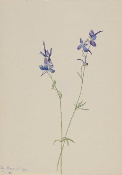  by Mary Vaux Walcott