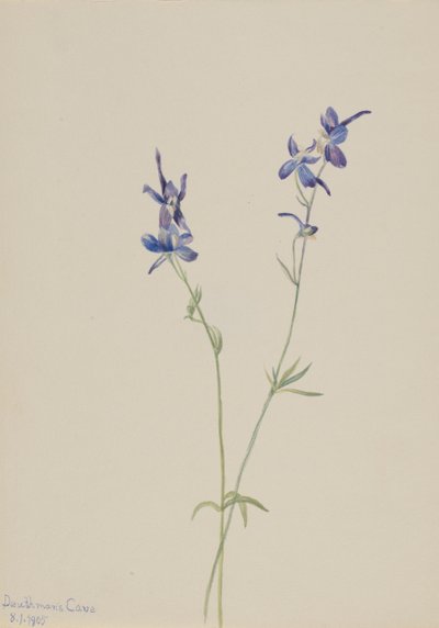 Mavi Larkspur Delphinium nuttallianum, 1905. by Mary Vaux Walcott