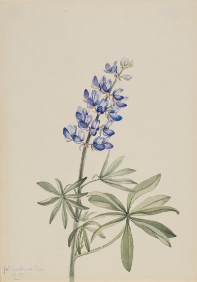Mavi Acı bakla Lupinus argenteus, 1915 by Mary Vaux Walcott