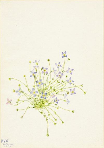  by Mary Vaux Walcott