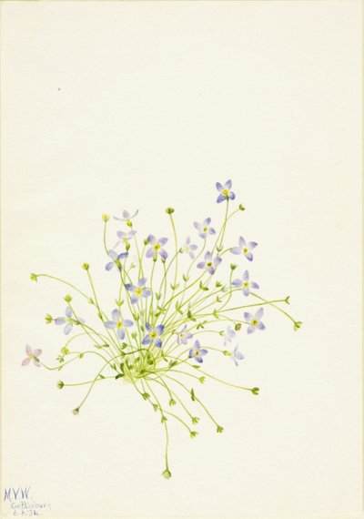 Bluets Houstonia serpyllifolia, 1934. by Mary Vaux Walcott