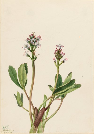  by Mary Vaux Walcott